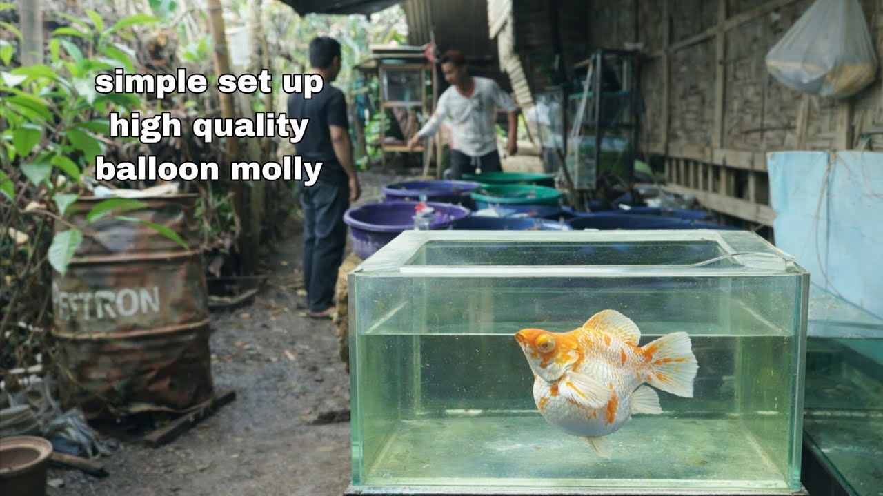 Simple set up for breeding mollies / For beginners 