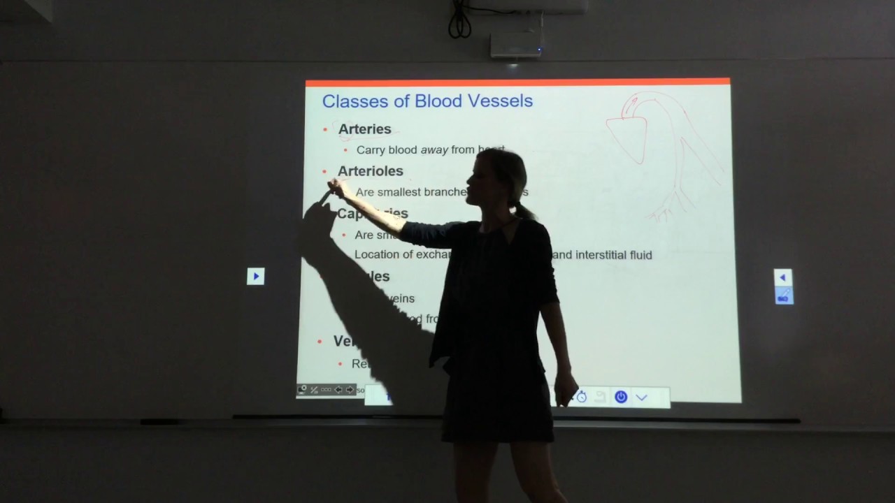 Blood Vessels Part 1.1