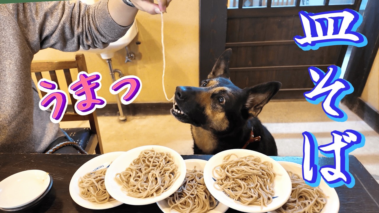 愛犬と皿そば食べに行ったら犬用メニューが最高すぎましたw【ジャーマンシェパード】