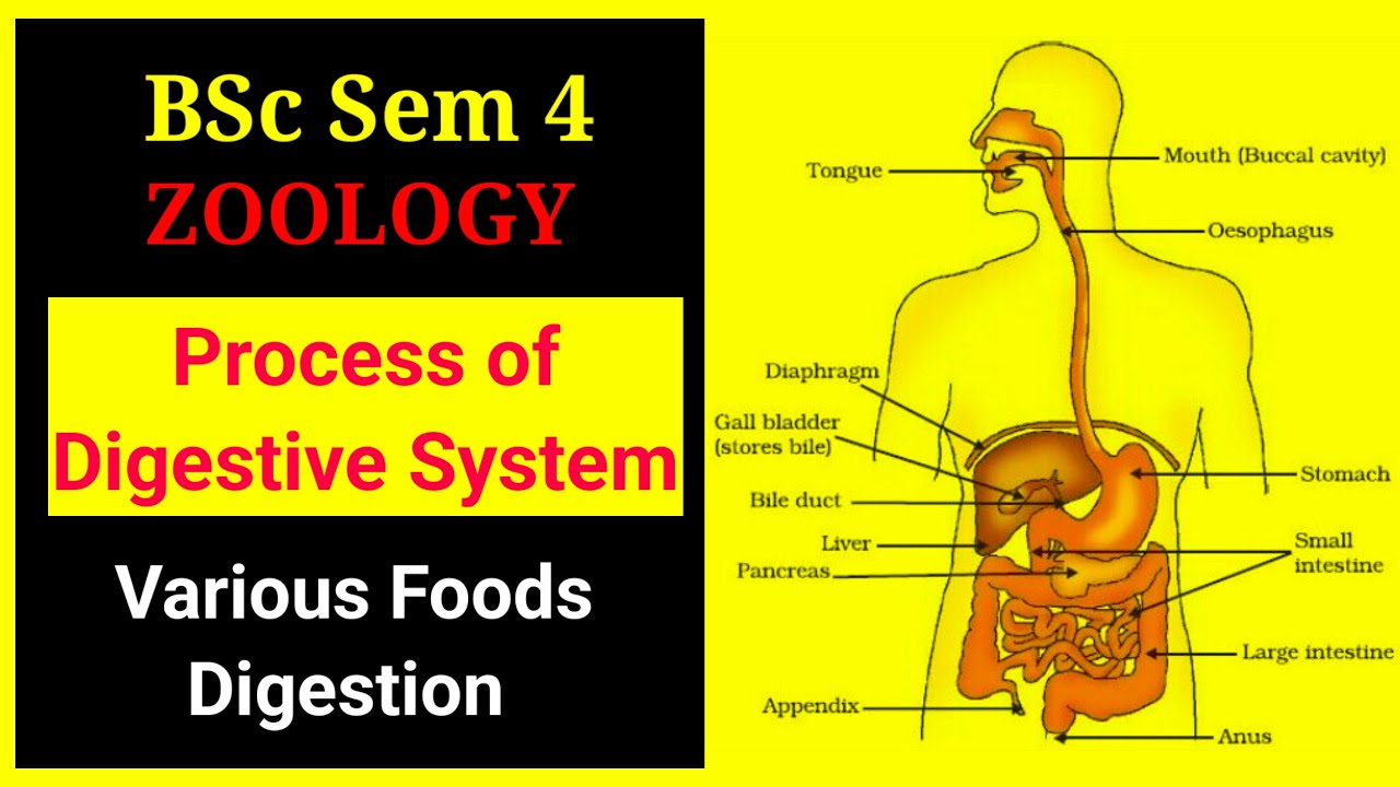 #Process_of_Digestive_System #Various_foods_digestion_process #homely_classes #BSc_Zoology