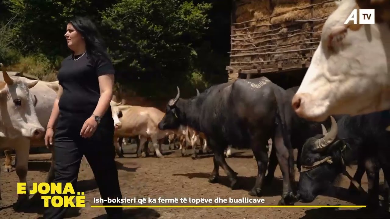 Dikur boksier e sot ka fermë të lopëve