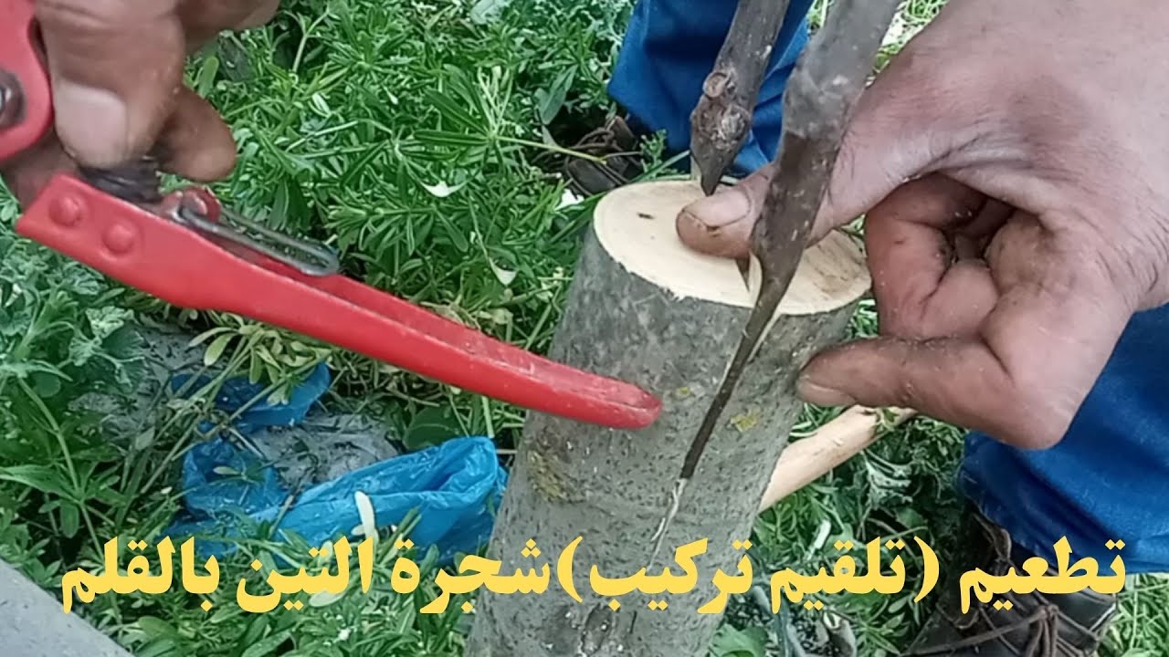 تطعيم (تلقيم تركيب)شجرة التين طريقة القلم بالشق fig grafting