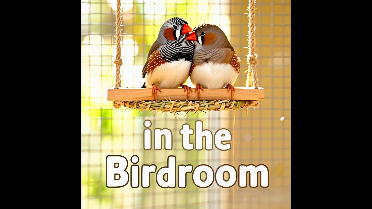 Breeding Season Begins! Zebra Finch Pairs Move Into New Setup