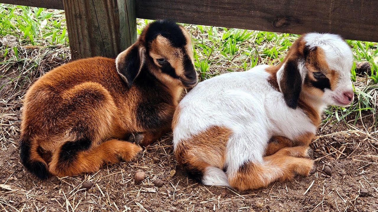 Newborn Baby Goats #tinygoats #cuteanimals #cutepets #animallover #goatslover #cutebaby #naturelover