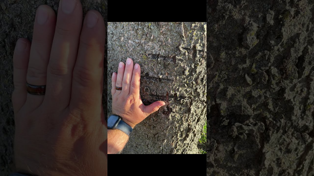 Dogman Caught on Camera: Photographic Proof from the Woods 
