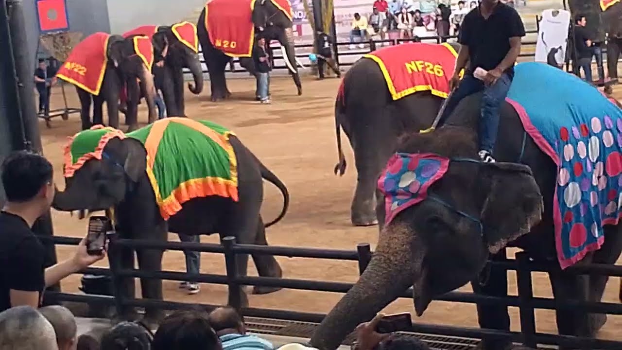 Elephant 🐘 Attack in Bangkok Thailand Pattaya NungNooch Garden #bangkok #pattaya #thailand #elephant