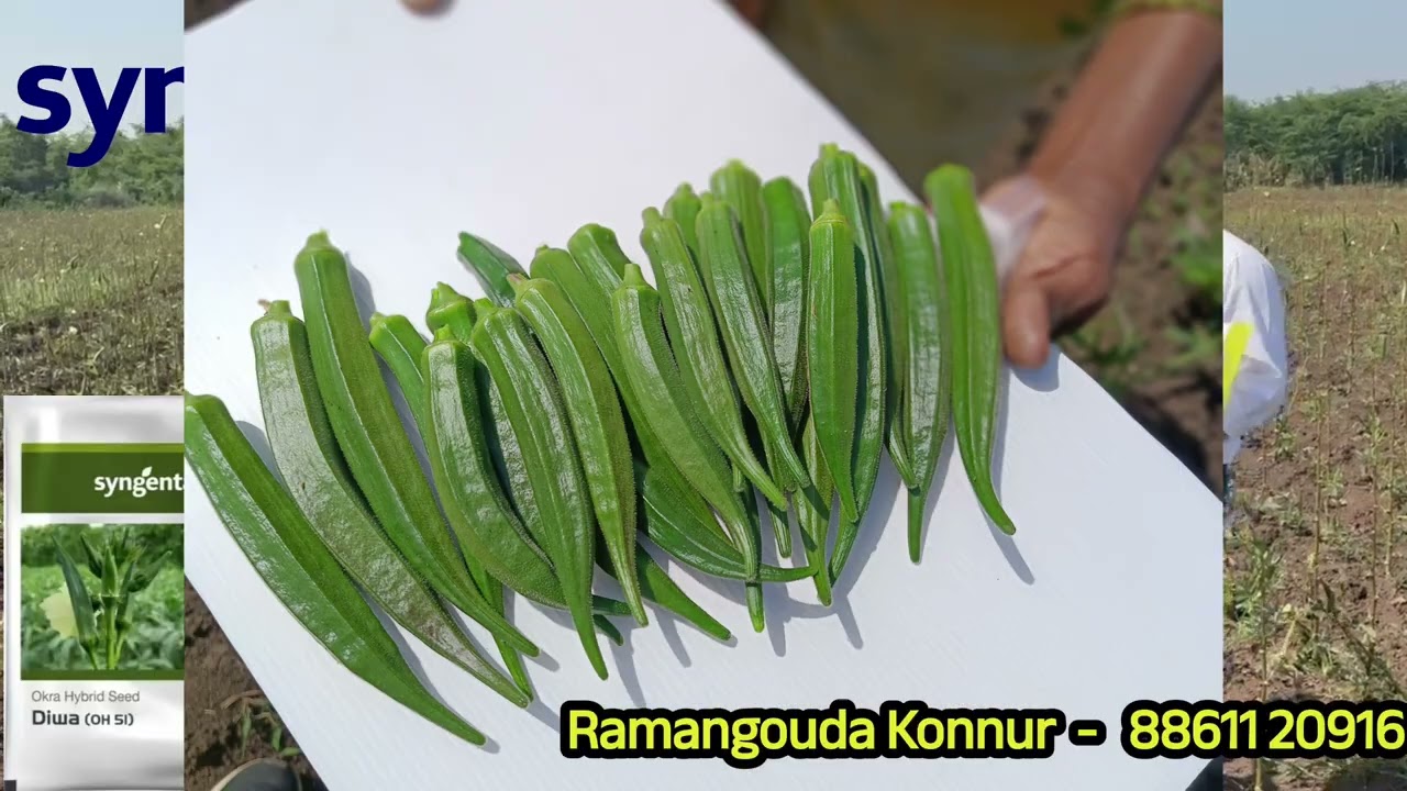 ಸಿಂಜೆಂಟಾ ಕಂಪನಿ ದಿವಾ ಬೆಂಡಿಯನ್ನು ಅತಿ ಕಡಿಮೆ ಖರ್ಚು ಮಾಡಿ ಬೆಳೆದು ಹೆಚ್ಚಿನ ಆದಾಯ ಪಡೆದ ರೈತ