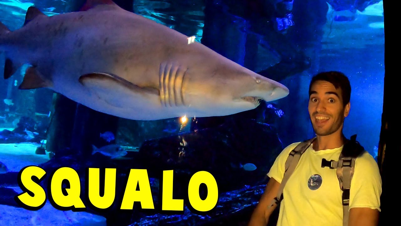 INCONTRIAMO UNO SQUALO ALL' ACQUARIO!