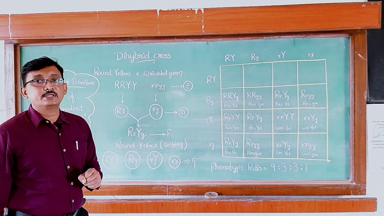 Dihybrid cross....Mendel's laws of inheritance....cl 10//12//CBSE//NEET//EAMCET
