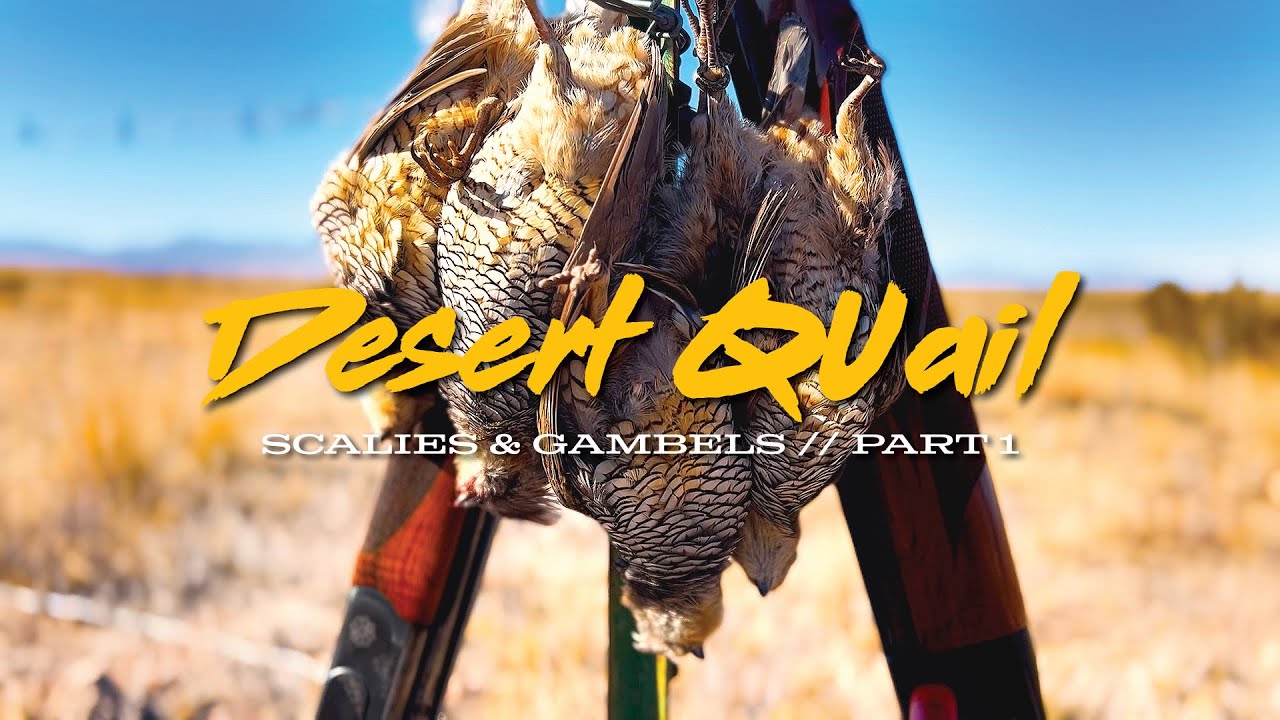 Chasing SCALED & GAMBELS QUAIL Across The Southwest Desert!