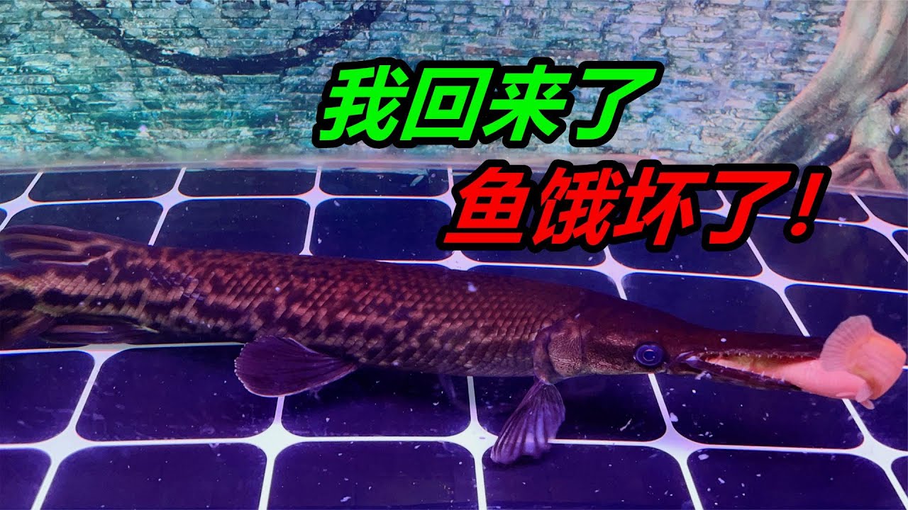 養了一群兇猛的觀賞魚，幾天沒給它們餵食，感覺魚都餓「瘋」了