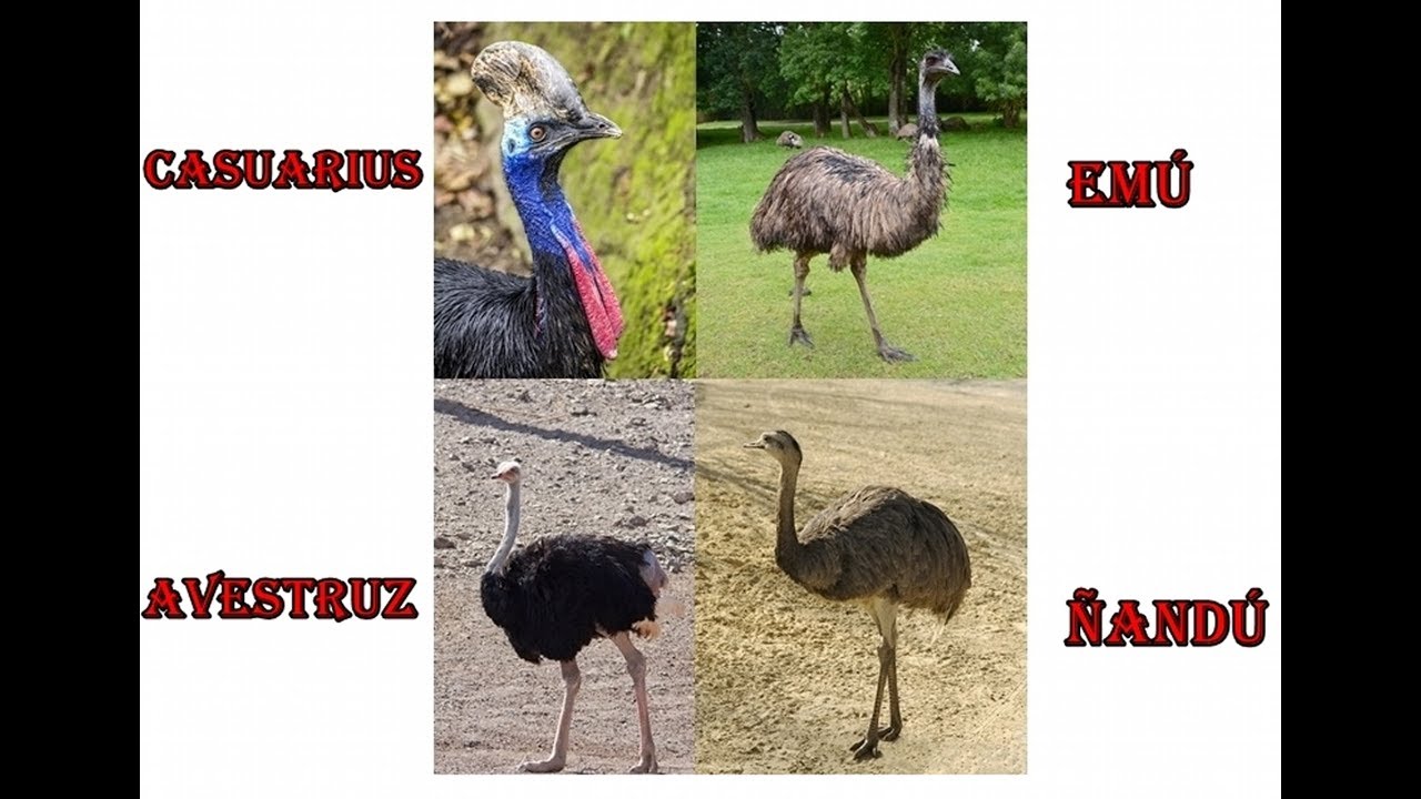 Avestruz,emú,ñandú y casuarius