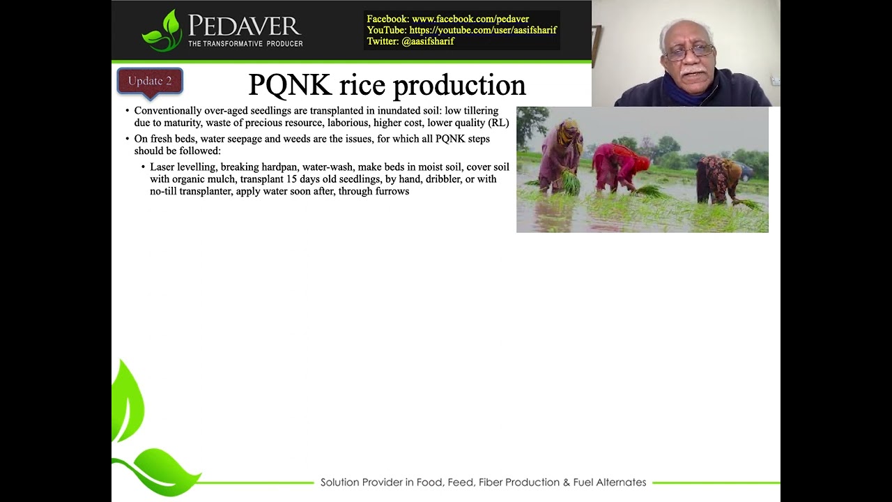 PQNK rice production an update - 93% less water no agrochemicals