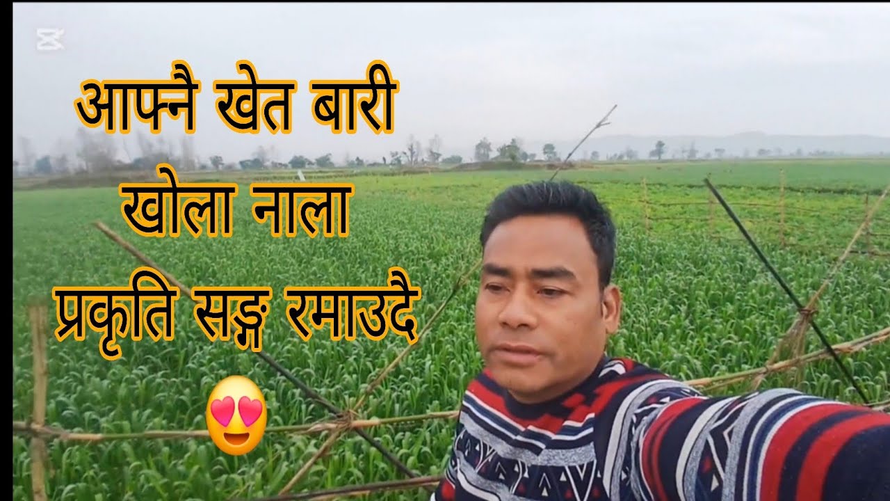 धेरै दिन को अन्तराल पछि //आफ्नै खेत को हरियाली सङ्ग रमाउदै छु।।😍