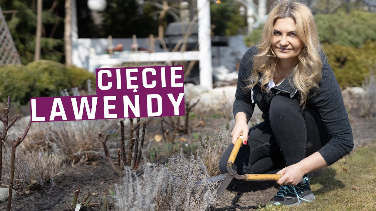 Jak przyciąć lawendę , ostnicę cieniutką, perovskią i werbenę patagońską wiosną? Wiosenne cięcie.