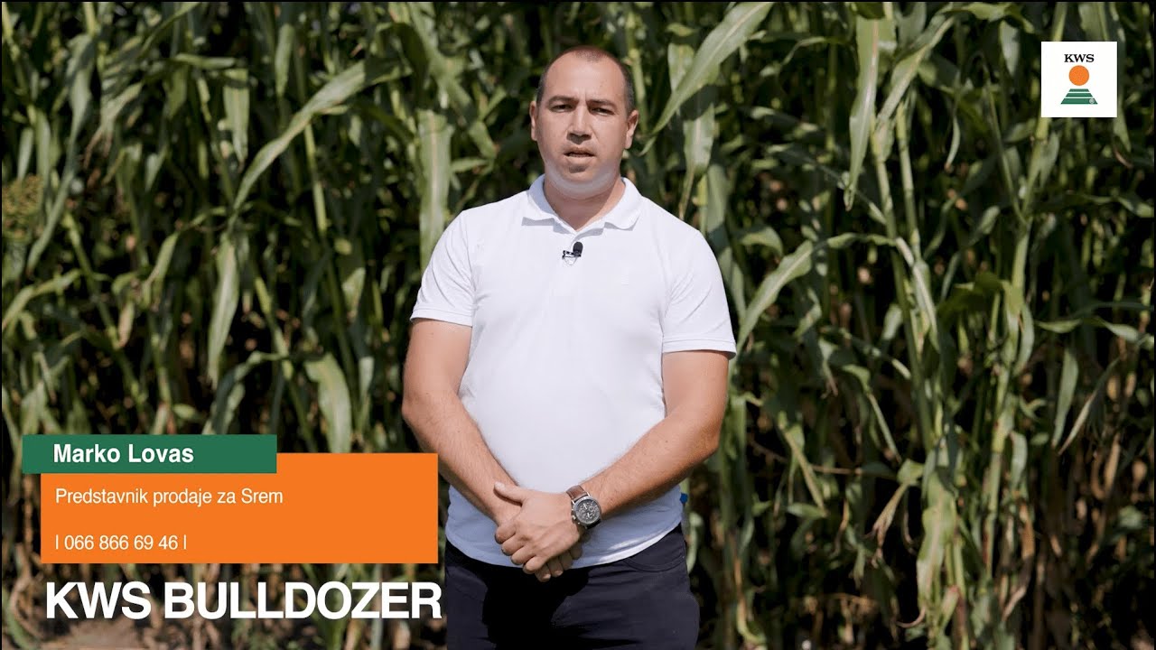 Hibrid stočnog sirka - KWS BULLDOZER - za senažu i silažu