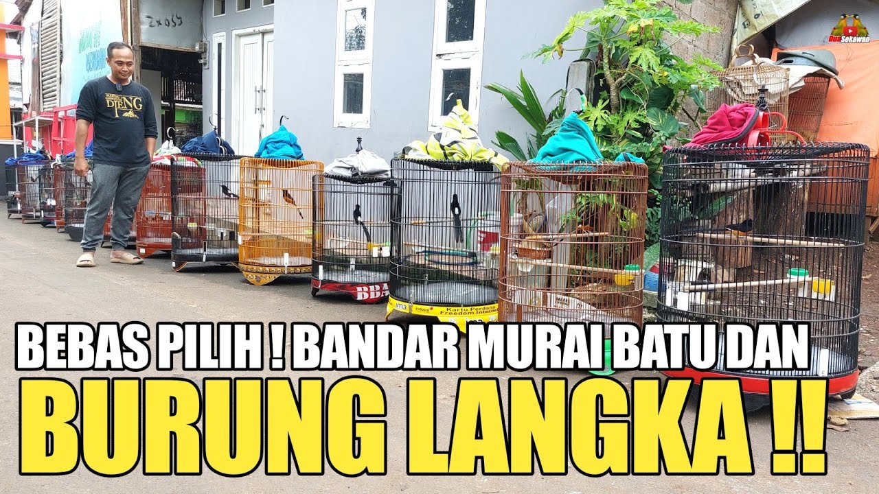 JAUH DARI PRAMUKA ! TERNYATA INI PENJUAL BURUNG LANGKA SEKALIGUS BANDAR MURAI BATU DEPOK JAWA BARAT