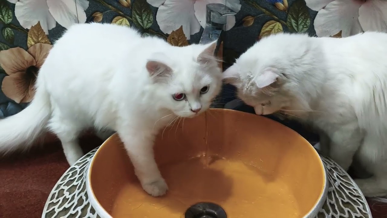 Persian cat observing tap water | #cat #persiancat #viralshort #ytshorts #cute #catvideos #catfunny 