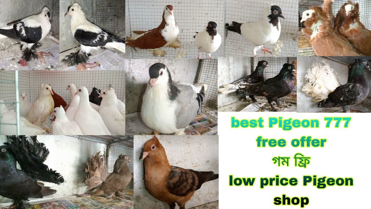 free offer all fancy kabutar shop West Bengal pigeon shop kolagiht best Pigeon shop visit