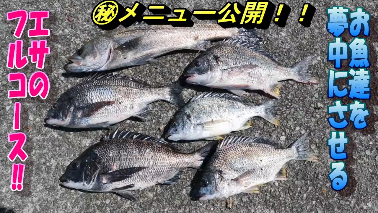 お魚達を飽きさせない、グルメなエサローテーションを見て欲しい♪