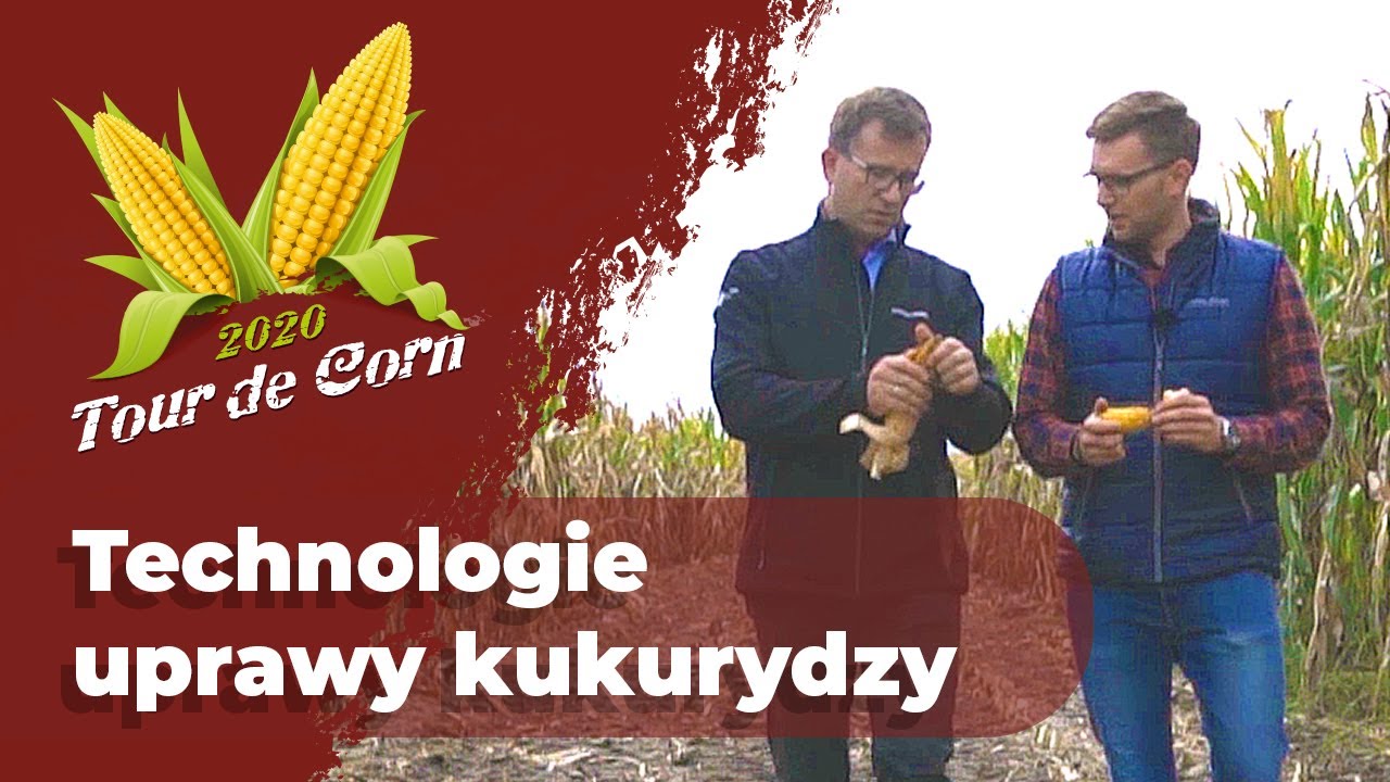Ochrona i nawożenie  kukurydzy