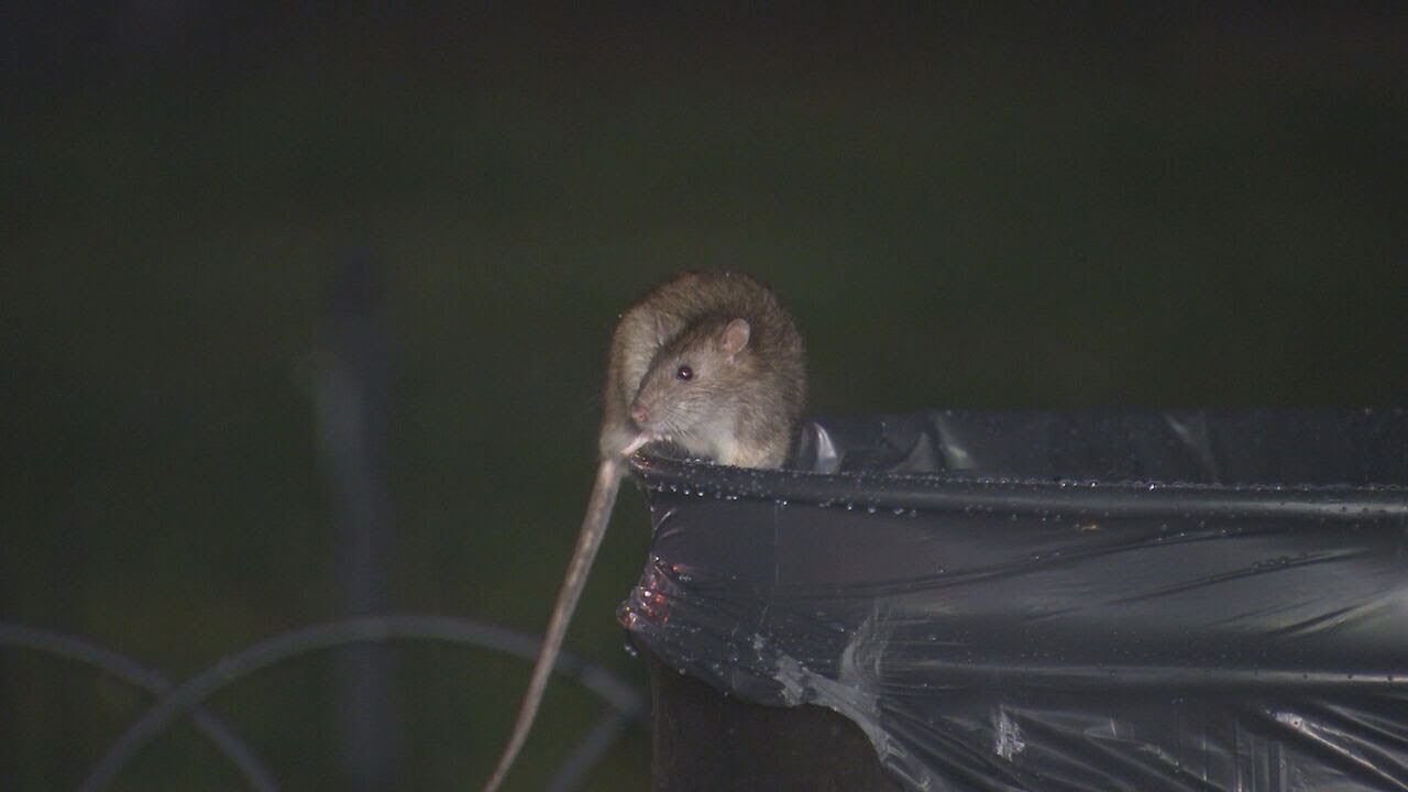 ‘Never seen anything like this’: Rats infiltrate longtime Boston homeowner’s property