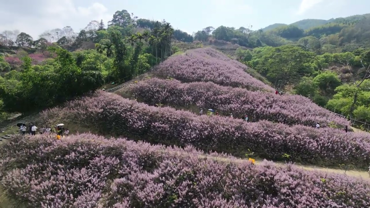 1150219 九尖茶廠 麝香木