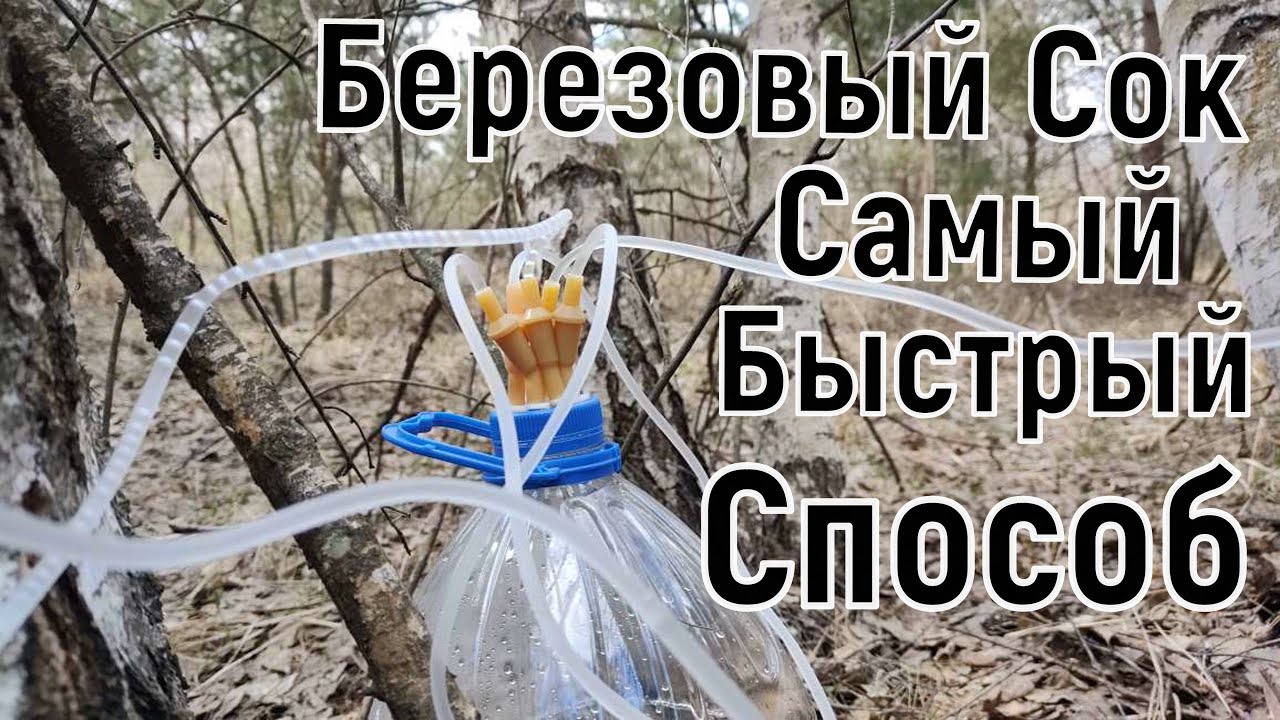 Мало кто Знает Этот Способ Добычи Берёзового Сока. Оказывается Можно и Так