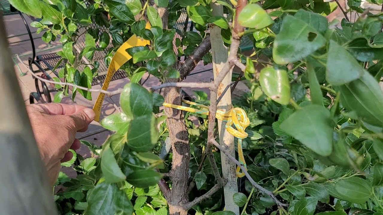 zone 7a Jujube trees.Li, Shanxi Li and GA 866.