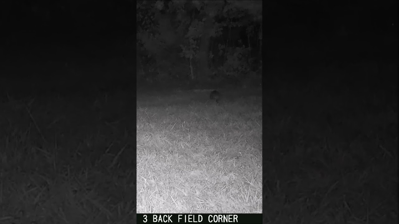 08 20 24 An opossum walks near the mineral block in the back field