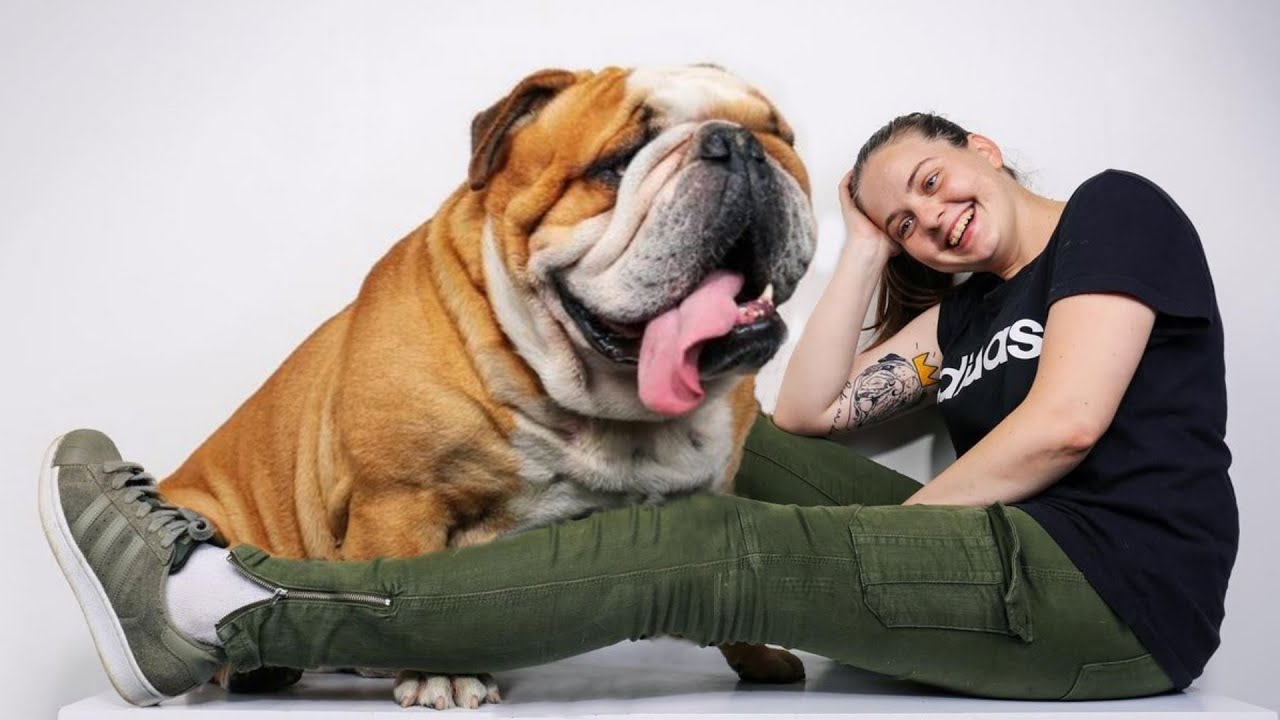 These Are 10 Relaxed Dog Breeds