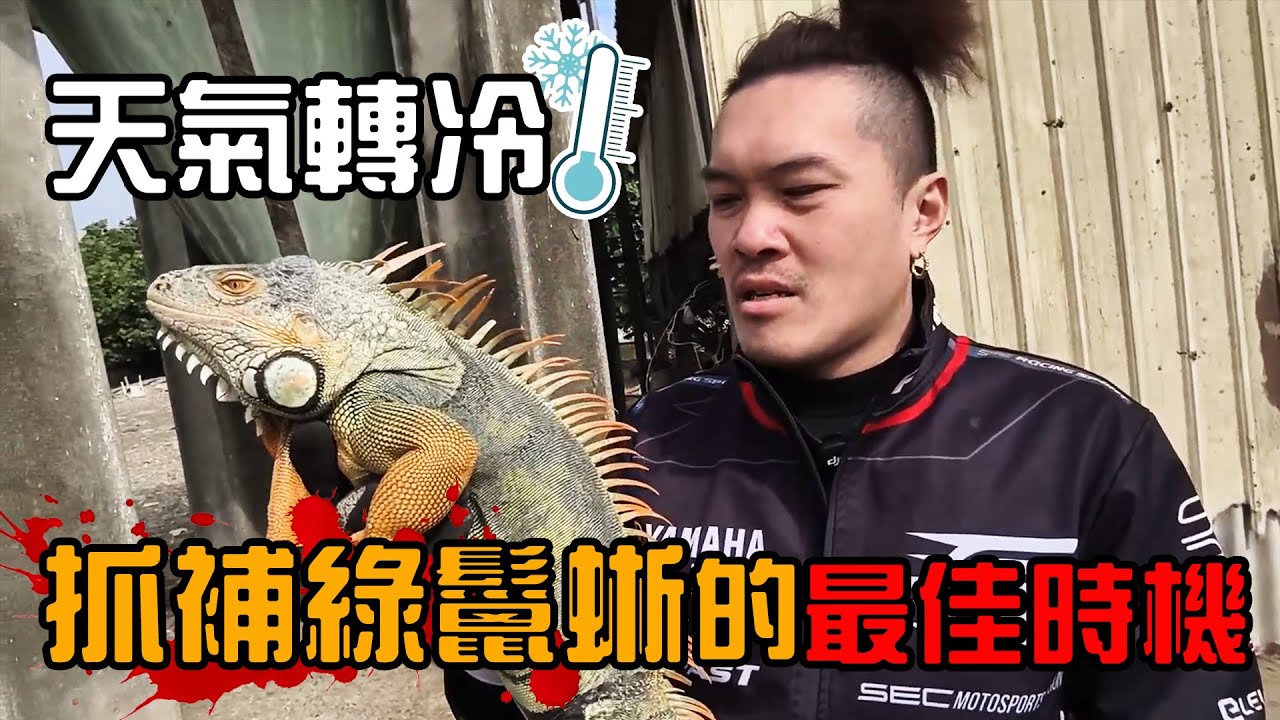 低溫奇遇 ! 15度左右的天氣，綠鬣蜥竟然可以在地上撿到 ?! 五年多來第一次遇到，這到底該哭還該笑 !? | iguana | Taiwan