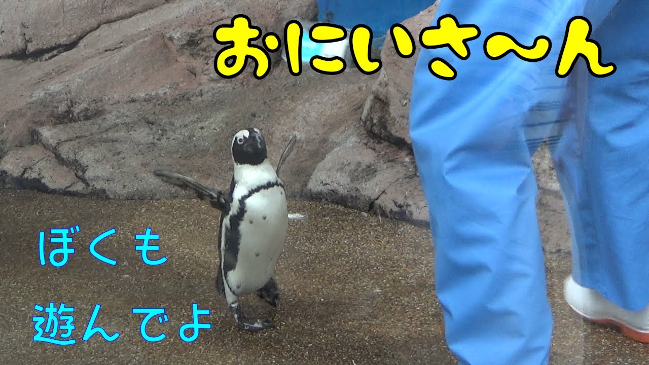 飼育員さんにぼくも遊んでと、ドタバタ走り回るペンギンのくろ君(African penguin)【京都水族館】