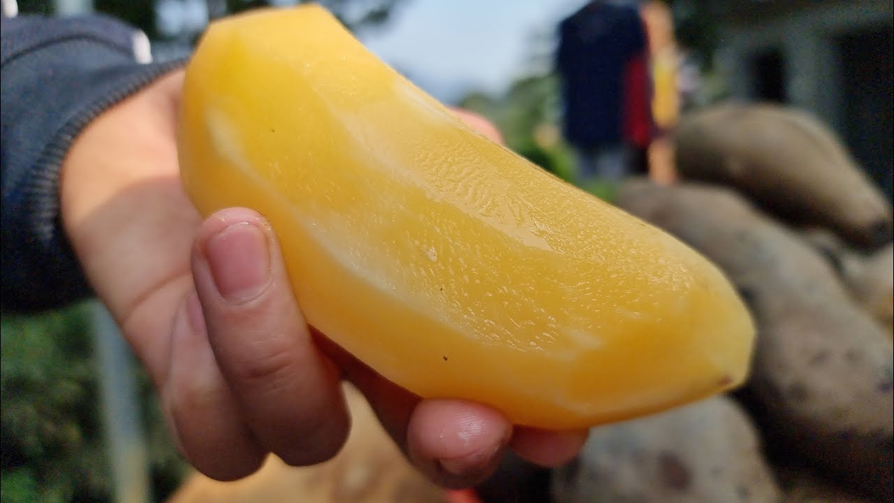 Yacon- the Apple of Earth | 6 ways to eat Yacon in my homeland