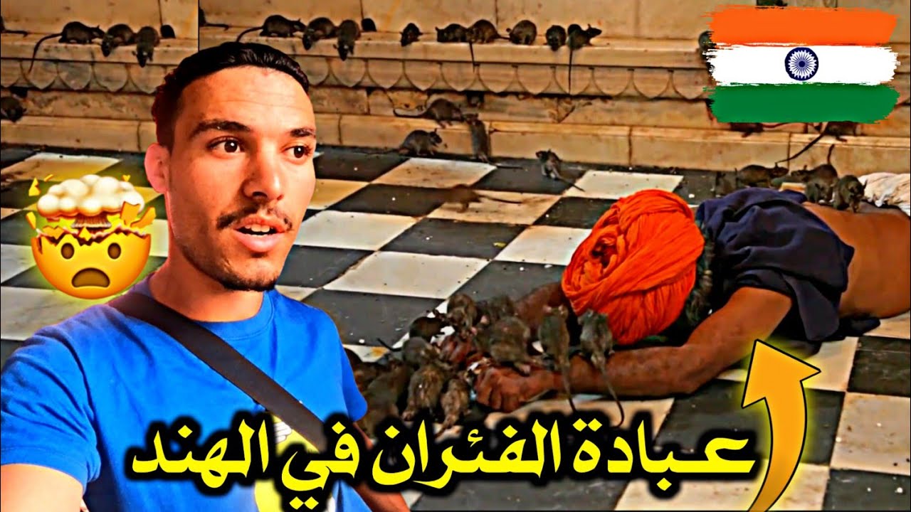 فـي هـذه الـقـرية يـعبدون الـفئـران ويـأكلون مـن بـقايا طعامها 🤯 أغـرب شـيء شـفته فـي حيـاتي 🇮🇳