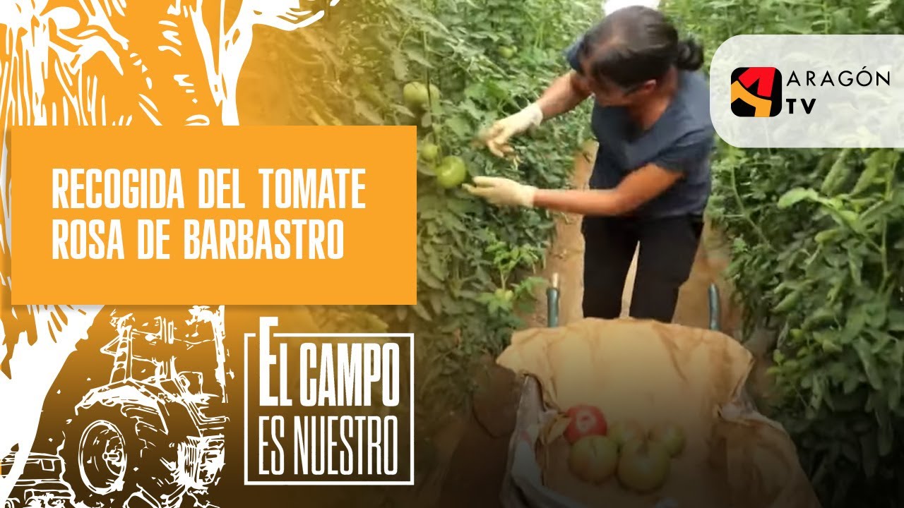 Toca la recogida del tomate rosa de Barbastro