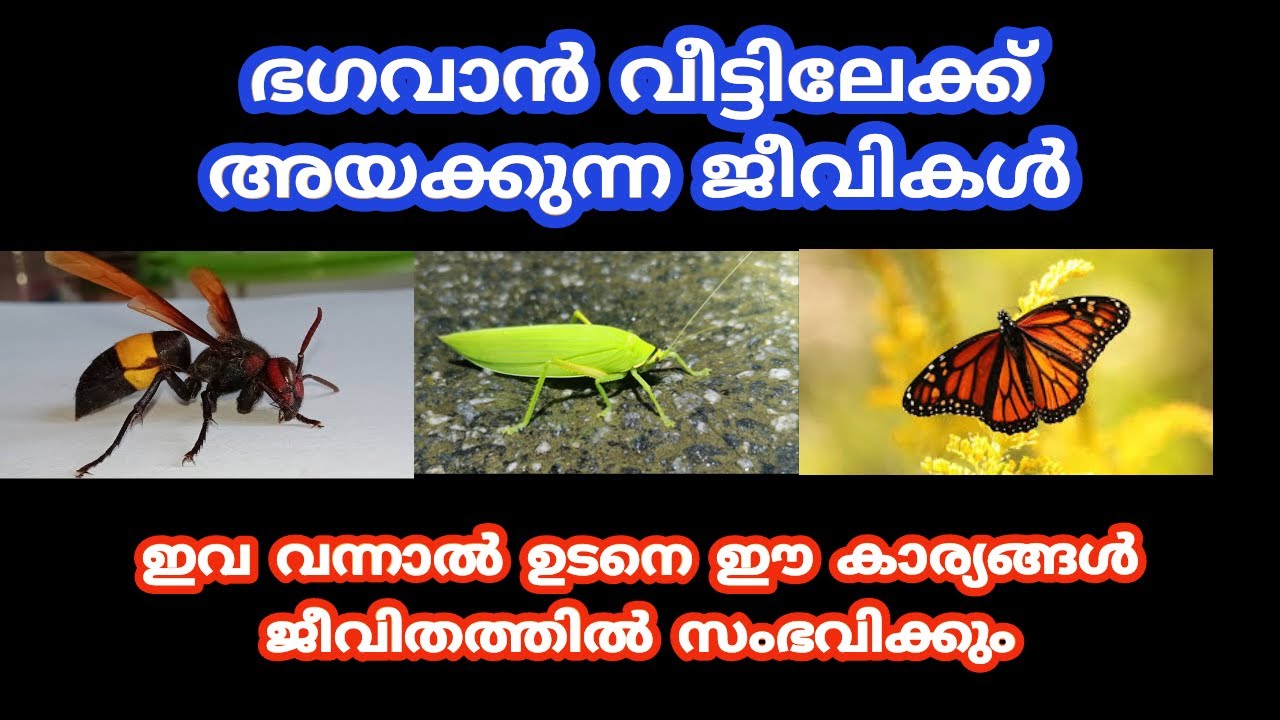 ഭഗവാൻ വീട്ടിലേക്ക് അയക്കുന്ന ജീവികൾ ഇവ വരുന്നത് വെറുതെ അല്ല