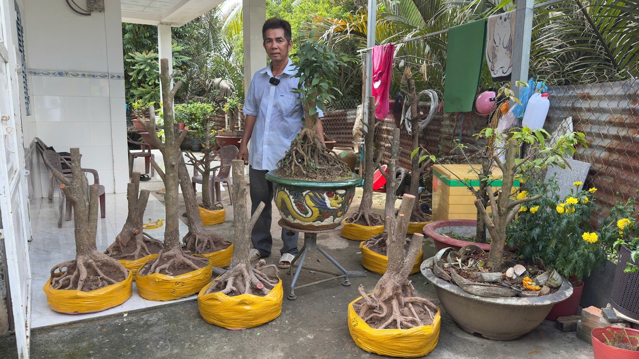 PHÔI MAI TỨ QUÝ O3/3/2O26 (#O766999557 MAU) -  @bonsai Can Tho