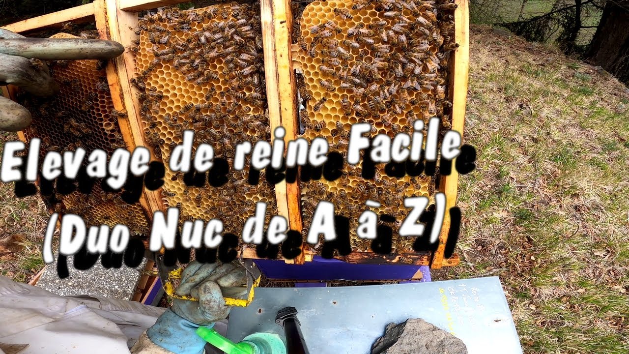 Elevage de reine Facile (Duo Nuc de A à Z)