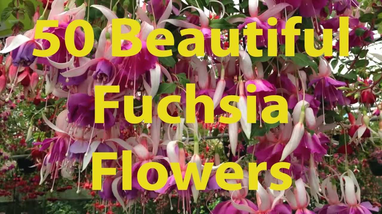 50 Beautiful Fuchsia Flowers with Names
