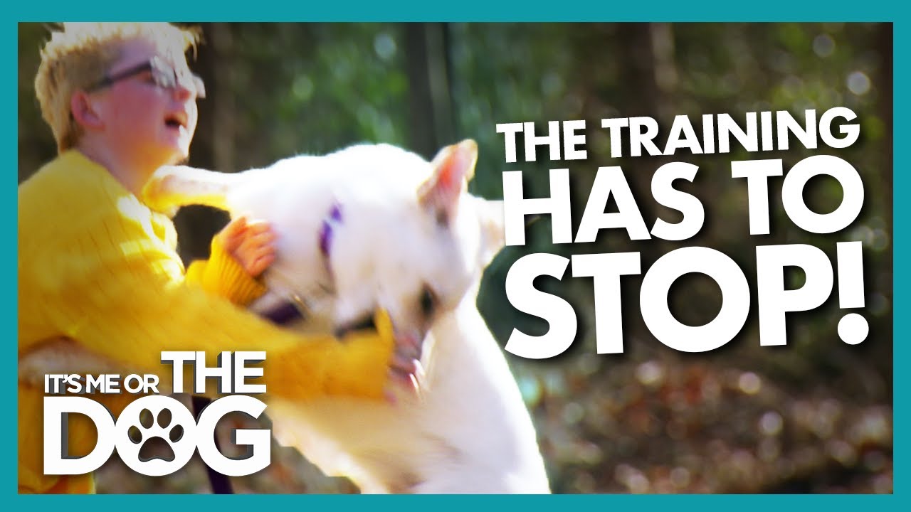 Dog Training Halted After Play Turns into an Attack | It's Me or the Dog