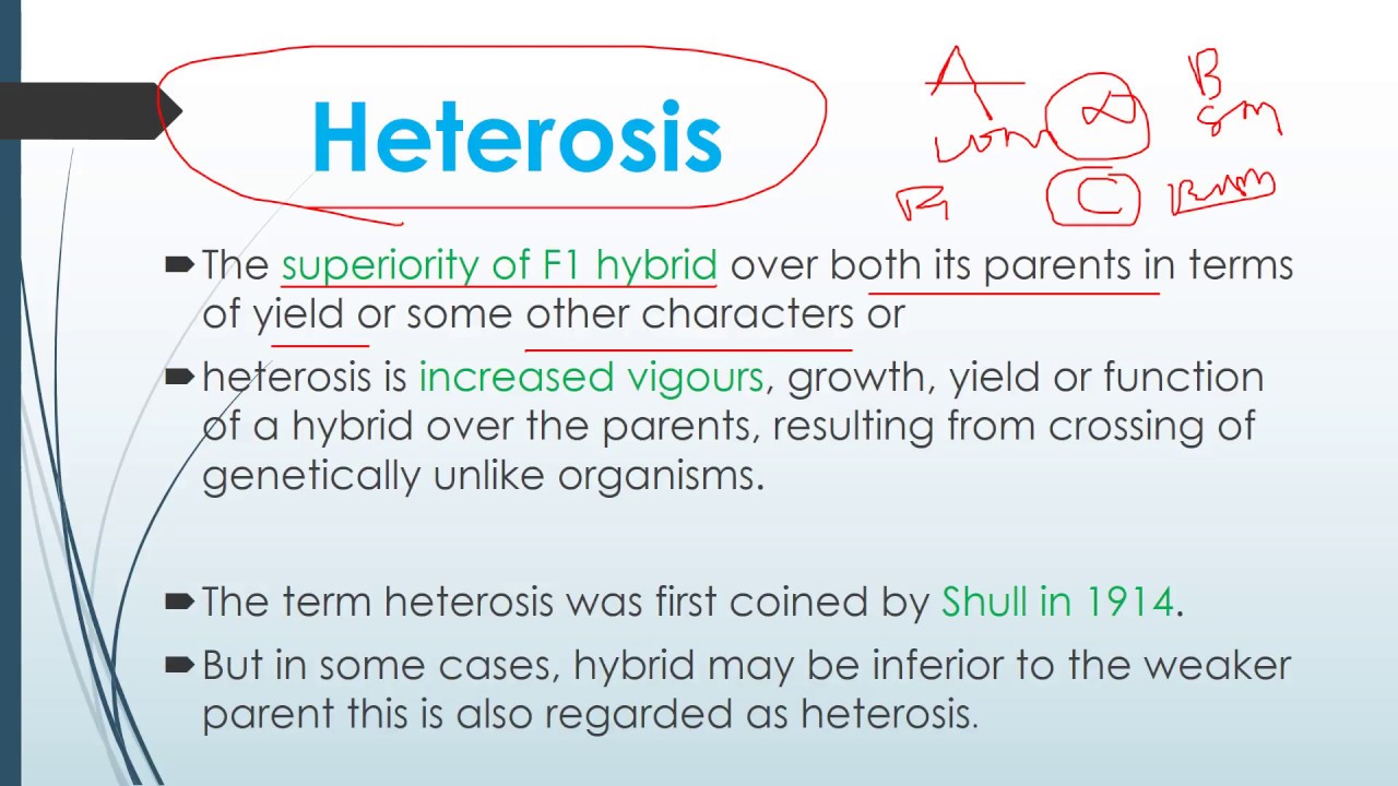 Heterosis and Theories of Heterosis