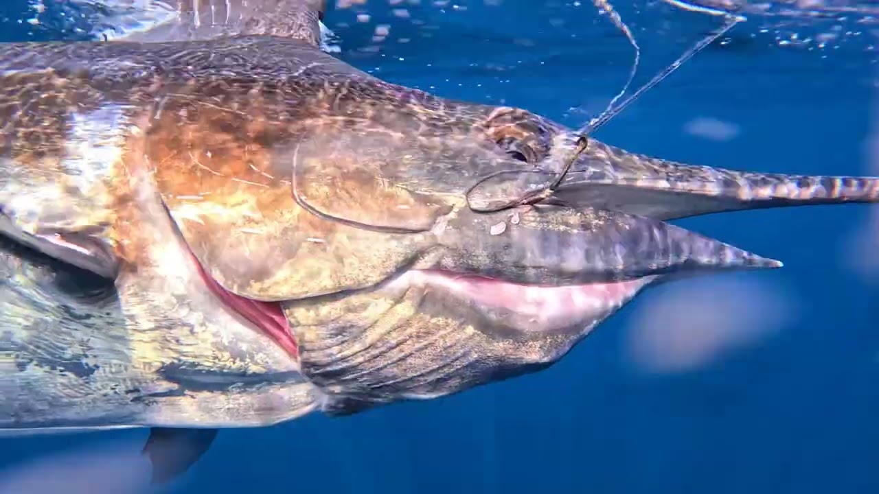 Guatemala Marlin Part 2