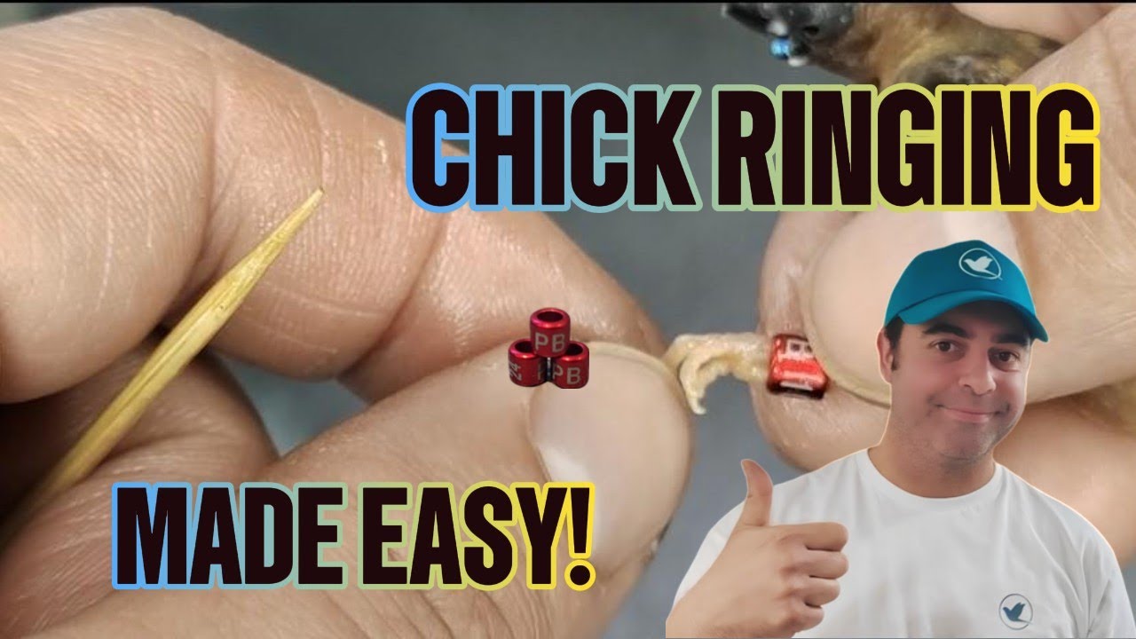 How to ring a finch chick with closed leg rings. Gouldian finch chick used for the demonstration.