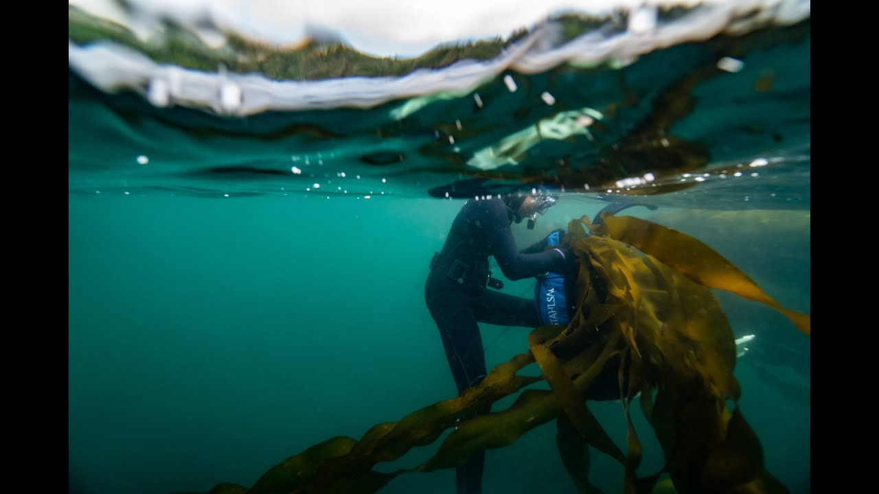 The Beauty of Seaweed  |  La bellezza delle alghe