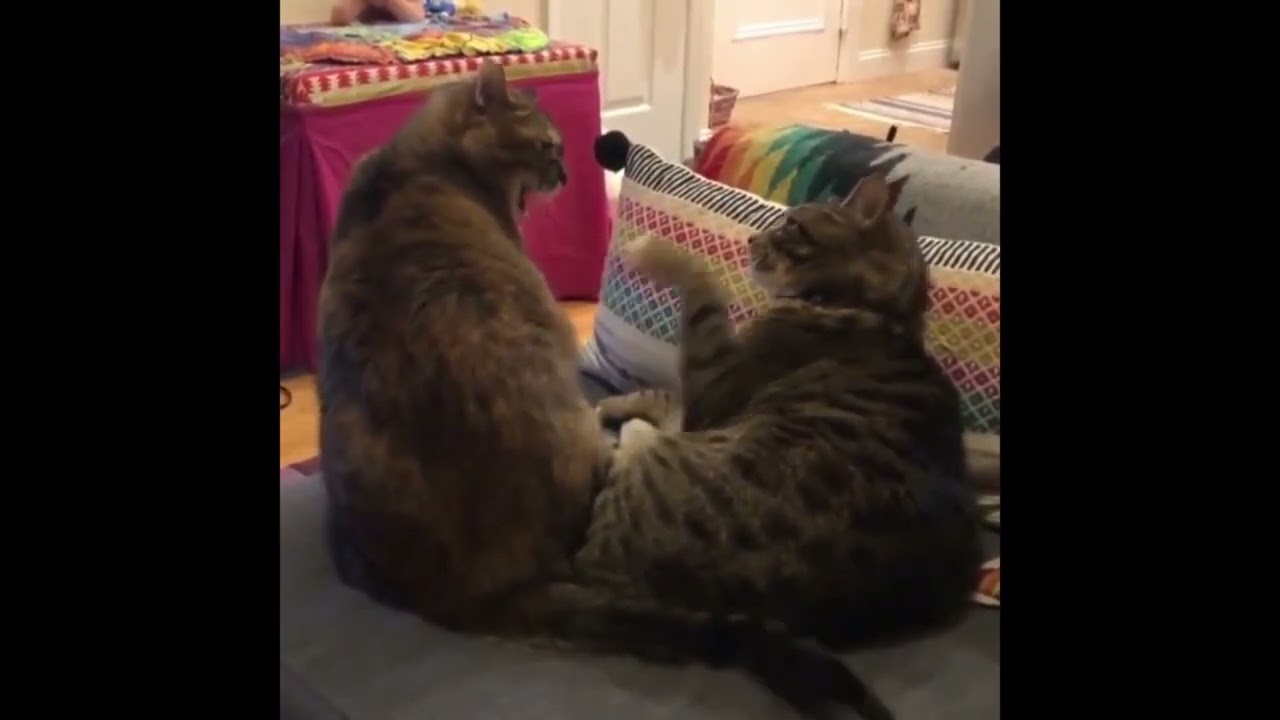Funny Cat Videos # 趣猫 # Cats daily life# 猫咪的日常 #Shorts