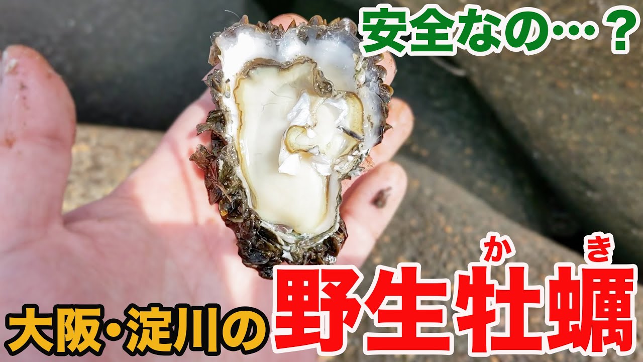 大阪・淀川の野生のカキは驚くほどに濃厚で美味