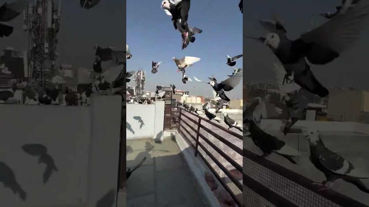 #pigeon kabootar #pigeonpigeon #pigan #love #song #pijan #kabutar shots  kabutar #shortsviral