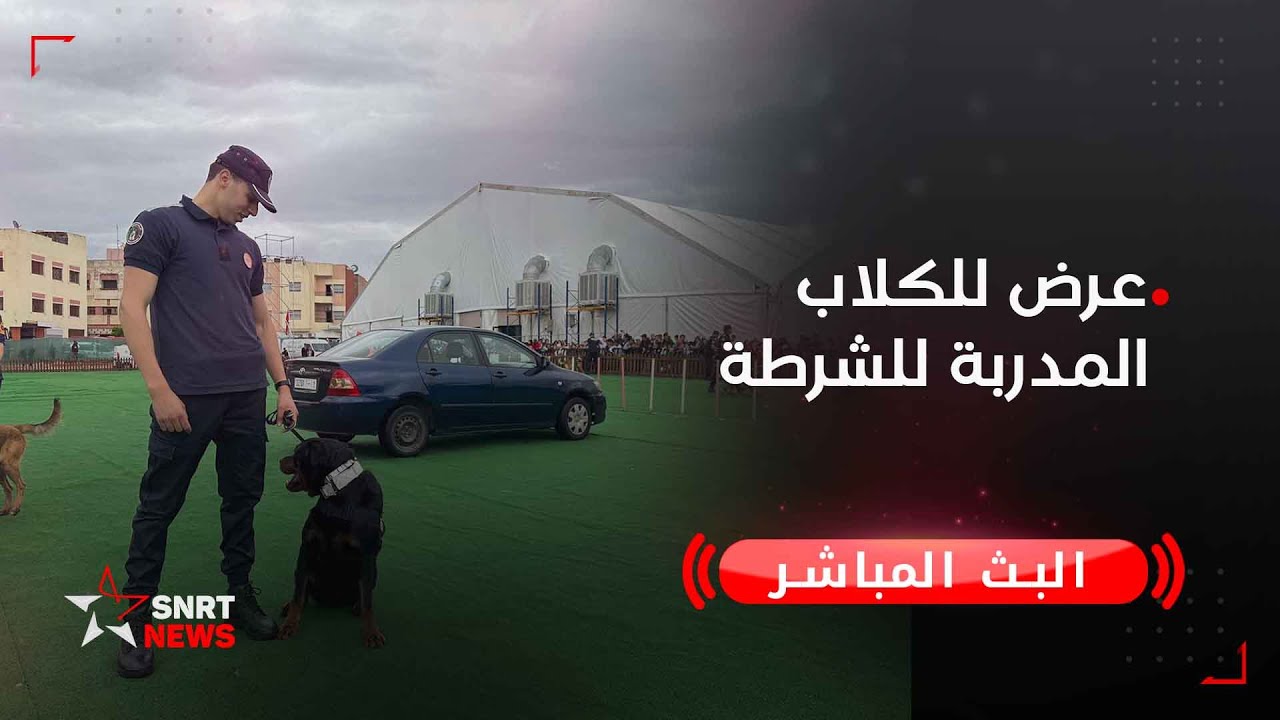 عرض للكلاب المدربة للشرطة