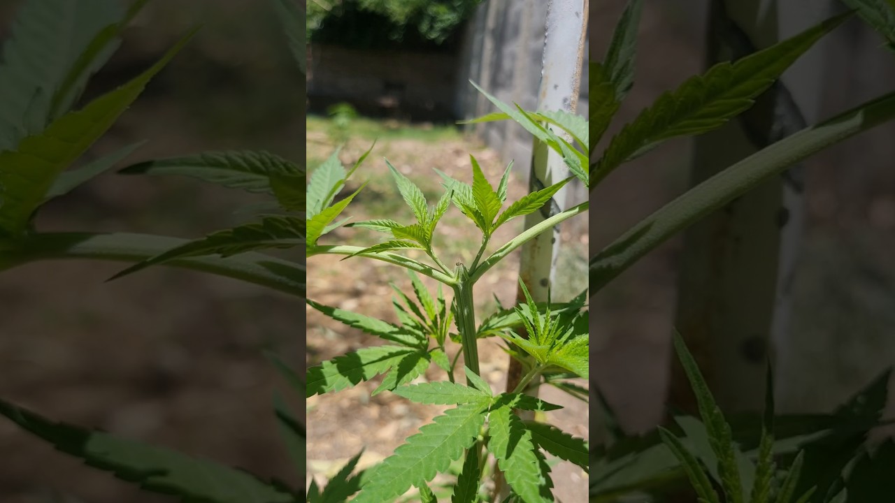 Decisiones en el cultivo 
